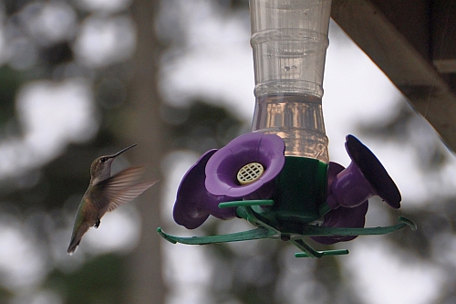 Kolibri – Hummingbird – Foto: Mechtild Opel