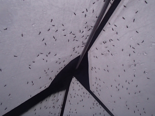 Jede Menge Mücken, auch im Zelt – Foto: © Ullrich Wannhoff