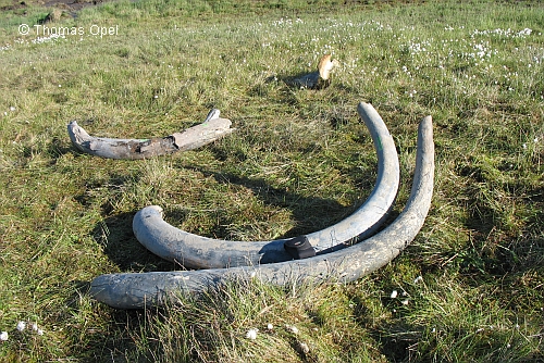 Überreste von Mammuts, Oyogos Yar Küste, Laptev Strait