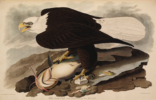 Weißkopfseeadler - historische Zeichnung von James Audubon