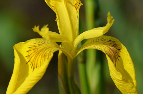 Gelbe Wasserschwertlilie – Foto: © Ullrich Wannhoff