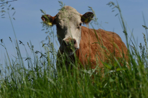 Neugierige Kuh – Foto: © Ullrich Wannhoff