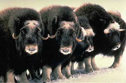 Musk oxen in defense position - Photo Credit: US Fish and Wildlife Service