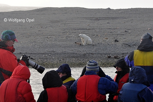 Alle Touristen wollen den Eisbären fotografieren