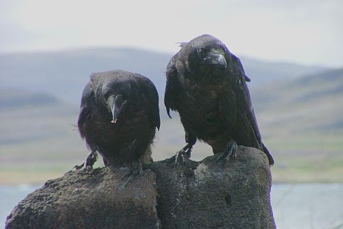 Corvus corax islandicus) – Foto: Sigurður Atlason