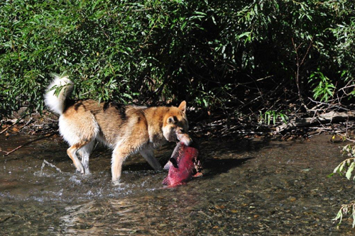 Hund holt Blaurückenlachs aus dem Fluss – Foto: © Ullrich Wannhoff
