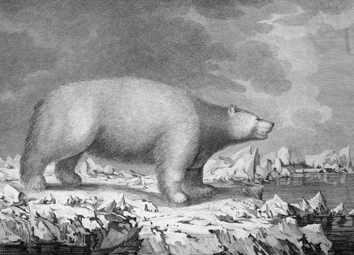 Eisbär-Darstellung von John Webber, 1784