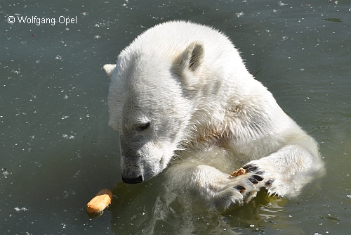 Zoo Berlin, Schau-Fütterung von Eisbären mit Brot