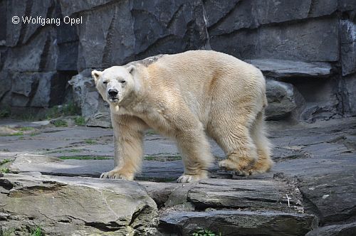 Eisbären im Zoo haben eine hohe Lebenserwartung