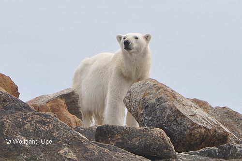 Eisbär in der kanadischen Arktis
