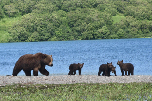 Bärenmutter mit vier Jungen – Foto: © Ullrich Wannhoff