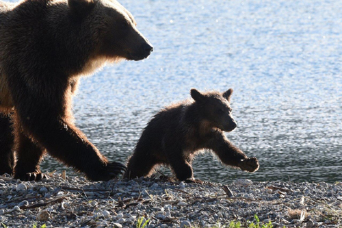 Bärenmutter mit Jungem im Gehen – Foto: © Ullrich Wannhoff
