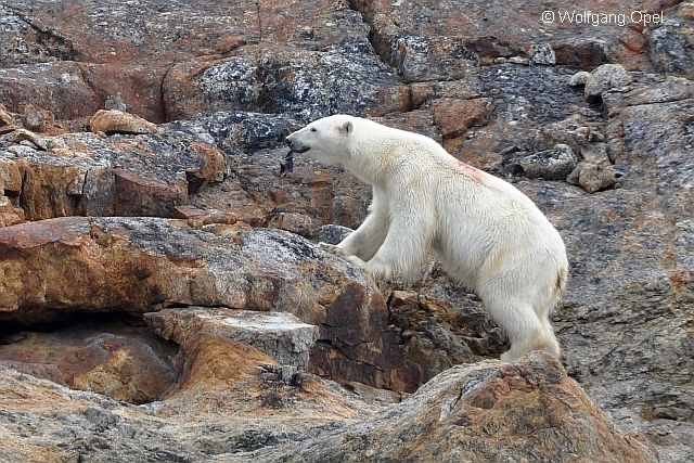 polar bear going away