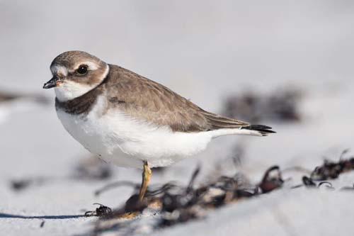 Piping Plover – Foto: © Ullrich Wannhoff