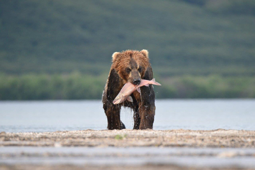 Junger Bär holt sich ein Lachs – Foto: © Ullrich Wannhoff