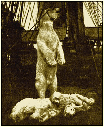 Trauriger Anblick: Jagdbeute an Bord der Hope – Foto: Project Gutenberg of Australia