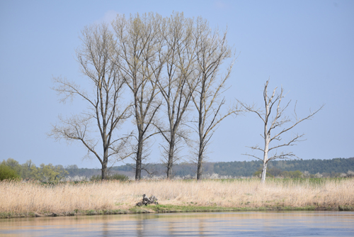 Das polnische Ufer der Oder – Foto: © Ullrich Wannhoff