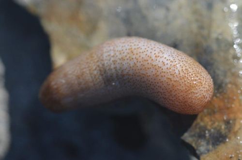 Peniswurm zusammengezogen – Foto  © Ullrich Wannhoff