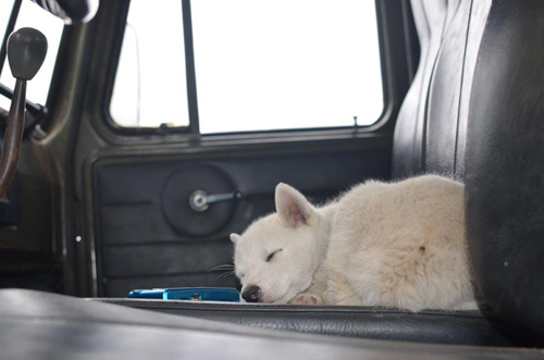 Auf dem Beifahrersitz schläft der Hund – Foto  © Ullrich Wannhoff