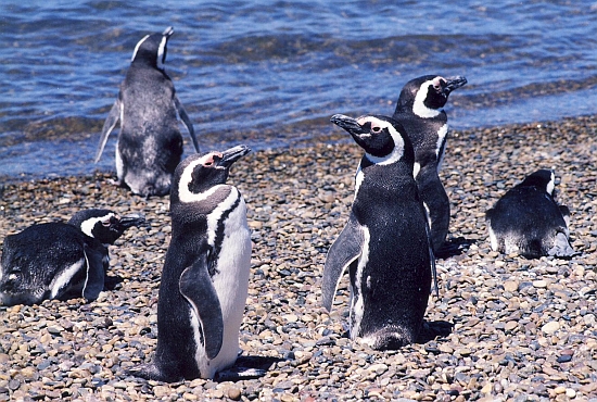 Magellan-Pinguine  – Foto: Ludwig Winklhofer