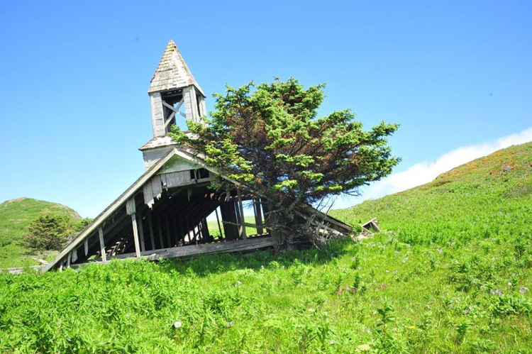Zerfallene Kirche mit Sitka-Fichte – Foto © Ullrich Wannhoff
