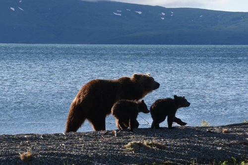 Friedlich und ohne Hast läuft die Bärenmutter an uns vorbei – Foto: © Ullrich Wannhoff