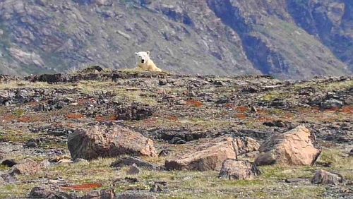 Eisbär in Labrador