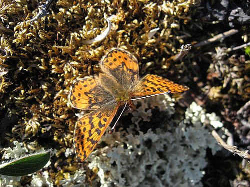 Nordischer Perlmuttfalter Boloria chariclea