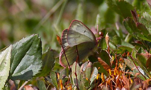 Colias sulphur, arktischer Gelbling